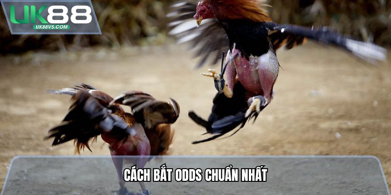 Đá Gà Cựa Sắt - Mãn Nhãn Đấu Trường, Bắt Tỷ Lệ Cực Dễ 4 Cách bắt Odds chuẩn nhất