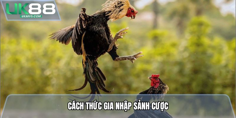 Cách thức gia nhập sảnh cược
