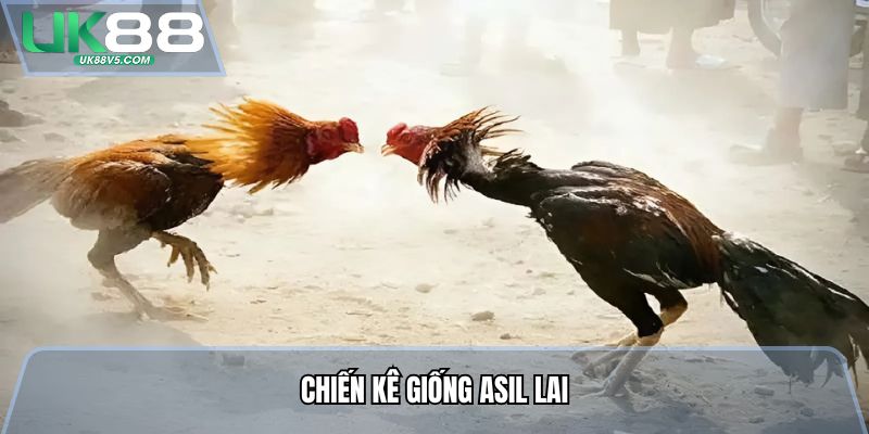 Đá Gà Cựa Sắt - Mãn Nhãn Đấu Trường, Bắt Tỷ Lệ Cực Dễ 3 Chiến kê giống Asil lai