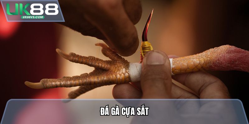 Đá Gà Cựa Sắt - Mãn Nhãn Đấu Trường, Bắt Tỷ Lệ Cực Dễ