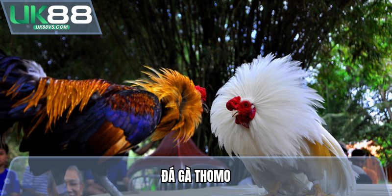 Đá Gà Thomo - Trực Tiếp Từng Giây, Kèo Ngon Tại Nhà Cái UK88