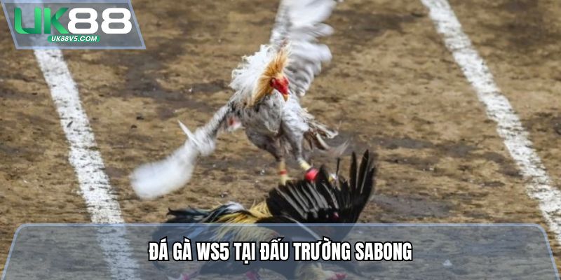 Đá gà WS5 tại đấu trường Sabong