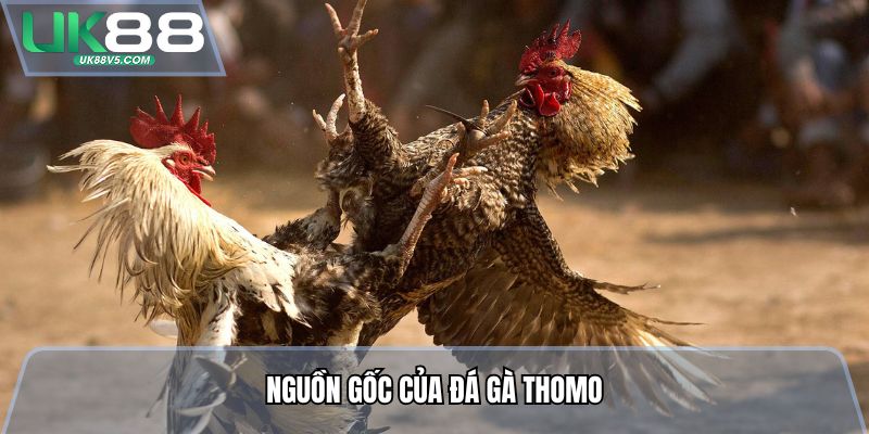 Nguồn gốc của đá gà Thomo