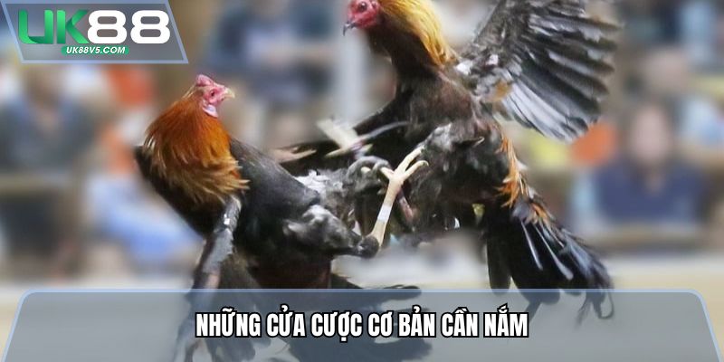 Những cửa cược cơ bản cần nắm